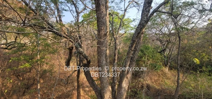 5200m² Glen Lorne Stand — Elevated Wooded Retreat